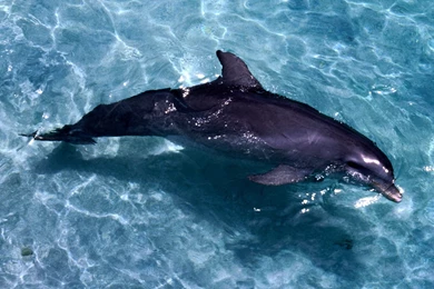 3D Dolphin Wallpapers