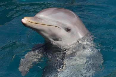 Bottlenose Dolphin
