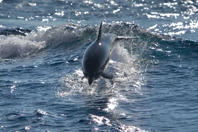 Bottlenose Dolphin Sea iPhone 6s Wallpapers HD