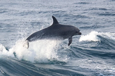 Bottlenose Dolphin Uhd Wallpapers   Ultra High Definition ...