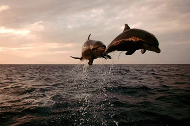 Download Taking Flight, Bottlenose Dolphins Wallpapers, Pictures ...