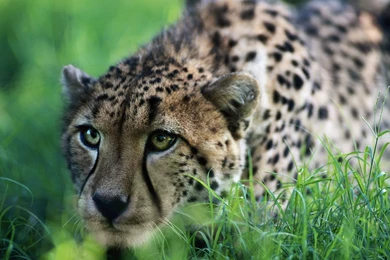 4K Ultra HD Cheetah Wallpapers HD, Desktop Backgrounds 3840x2160 ...