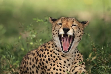 Cats: LOL Animal Funny Cheetah Tongue Animale Free Desktop ...