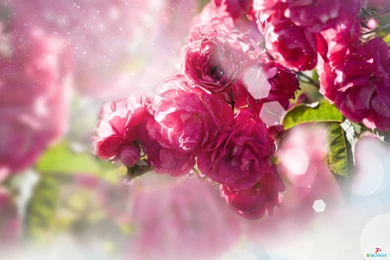 Flower Greeting Wallpapers 011