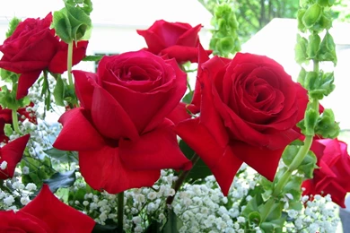 Flower Greeting Wallpapers 021