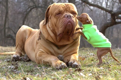 Big Dog Wallpapers   Wallpapers Zone