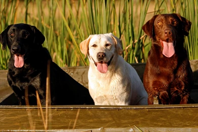 Big Dog Wallpapers   Wallpapers Zone