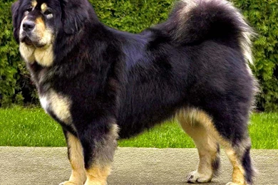 Big Dog Breeds With Pictures   Wallpapers HD Base