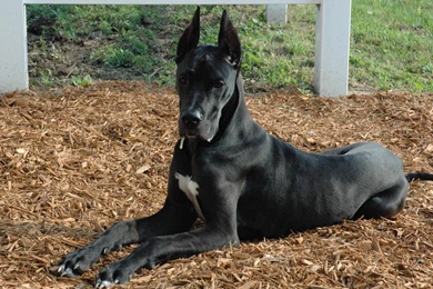 Big Dog Hd Wallpapers ›› Page 0