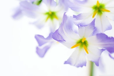 Flowers On White Backgrounds HD Desktop Wallpapers : High Definition ...