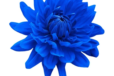Blue dahlia flower white background photograph blue dahlia flower.jpg?m=1364746538