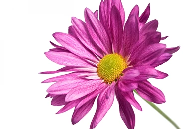 Nature Landscape With Flowers, A Pink Flower On Simple White ...