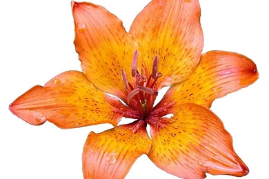 File:Lily Flower On White Background.jpg   Wikimedia Commons