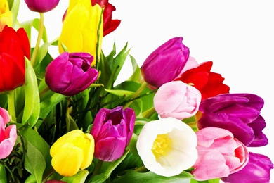 Wallpaper: Colorful, Bright, Flowers, Tulips, White Backgrounds ...