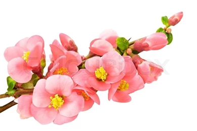 Gentle Pink Flowers, Isolated On White Backgrounds