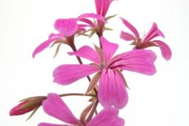 Dark Pink Flower On White Backgrounds Composition Photo