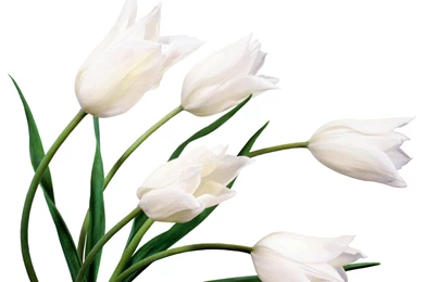 White Flowers Wallpapers