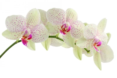 Download Wallpapers 2560x1600 Orchid, Flower, White, Branch ...