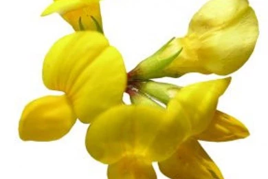 Yellow Exotic Flowers On White Backgrounds Photo