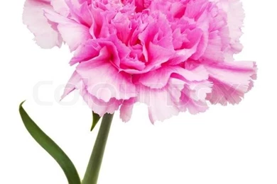 Beautiful Pink Flower On A White Backgrounds