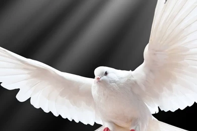 Download Wallpapers 640x1136 Dove, Scale, Wings, Light, Black ...
