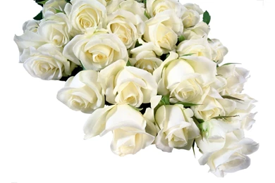 Flowers White Backgrounds Wallpapers   656555