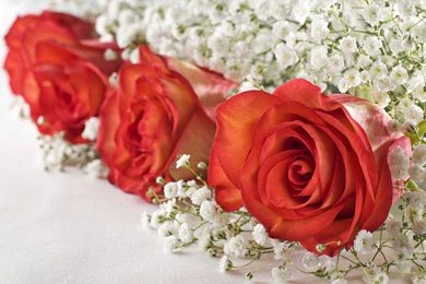 Rose flower wallpaper free_2560x1600_83158, Flowers