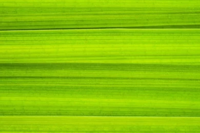 Simple Green Galaxy Note 4 Wallpapers