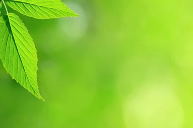 Simple Green HD Wallpaers (6)