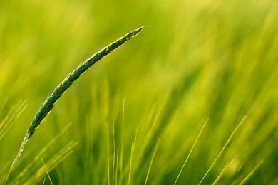 Nature Landscape Image, Simple Green Background, Long Wheats ...