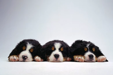 Bernese Mountain Dog Puppies Images Wallpapers