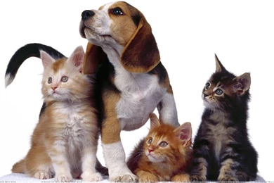 3 Cats With Dog On White Backgrounds Wallpapers