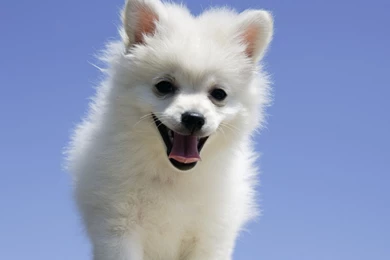 Amazing White Puppy Photo Dog Wallpaper Backgrounds