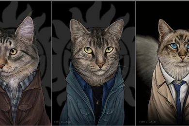 Cats: Supercatural Fan Art Animals Cats Supernatural Wallpapers ...