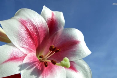 Great Lily Wallpapers