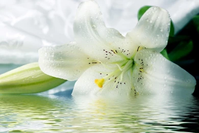 White Tiger Lily Top Hd Wide Wallpapers For Desktop Backgrounds ...