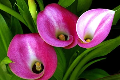 Calla Lily Wallpapers   Crazy Frankenstein