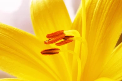 Best Flowers Wallpaper: Lily 843370 Flowers