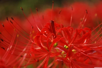 Download Red Spider Lily Wallpapers   Wallpapers Widest