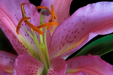 Free HQ Exotic Lily Wallpapers   Free HQ Wallpapers