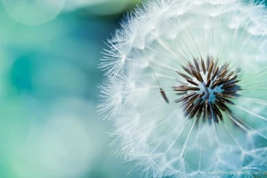 Calla Lily Wallpaper Hd