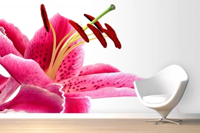 Pink Lily Wallpapers Wall Mural