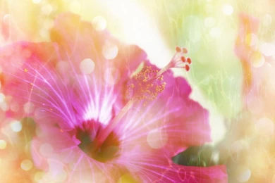 Top Pink Lily Wallpapers 5638 Wallpapers