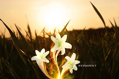 Magic Lily Free Windows 7 Wallpapers