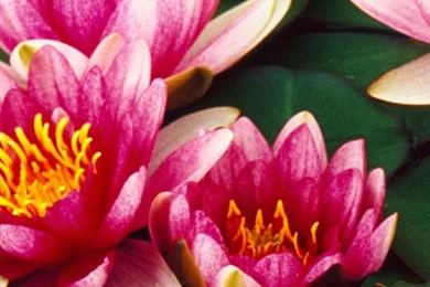 1080x1920 Flower Water Lily Wallpapers HD