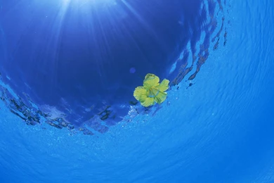 Lily Wallpapers HD Download