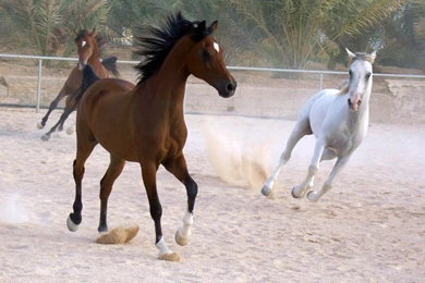 Wide Wallpapers Page 108: Pretty Zebra Stripes Wildlife Horse ...