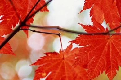 Pretty Red Color HD Wallpapers   Android Apps On Google Play