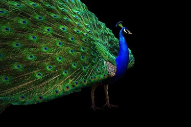 Beautiful Hd Wallpapers 4 U Free Download Beautiful Indian Peacock ...