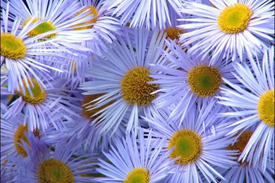 Free Pictures Of Flowers   Beautiful Flowers